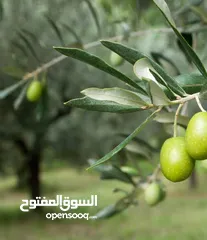  1 للبيع زيت زيتون 100%