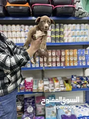  2 محل حيونات للبيع