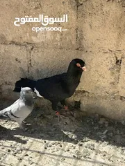  9 مسود اسود للبيع