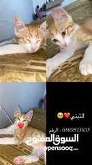  1 بندق بدور على بيت