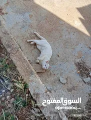  12 قط ابيض جميل جدا مع عينان زرقاوان و حالته الصحية جيدة و هادا و مرح وكن غير مدرب