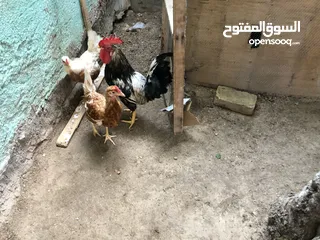  4 دجاج عرب اصلي
