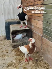  1 جوزين سكندراني شغالات ومكفولات