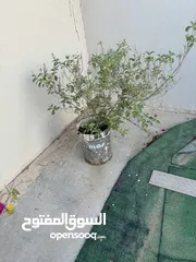  17 نباتات منزلية للبيع House plants for sale