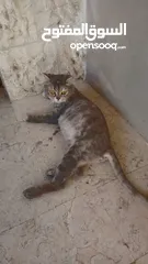  1 قطه شانشيلا أنثى حامل من بلدي مكس على وجه ولاده لون سكني عمر القطه 7 أشهر قطه جميله ومنزليه ومابتوسخ