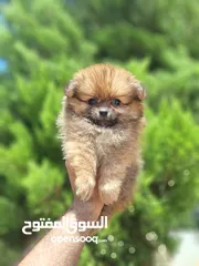  5 بومارينيان تيكب أصغر حجم مستوى عالي جدا pomeranian t_cup