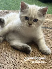  11 قطط سكوتش فولد وسكوتش ستريت للبيع اقرأ الوصف