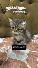  4 سكوتش كتن للبيع