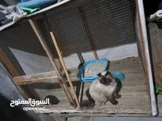  26 قفص مستعمل يدوي متر ونصف في 80 سم.................................................................