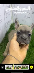  7 French bulldog exotic