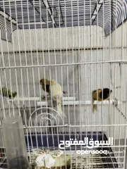  6 متاح بعد الصلاه على النبي كنار ذكور و اناثي المعني اقرا الوصف