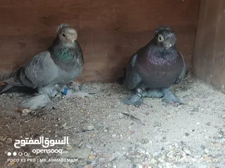  2 جوز روسي ( اوزبك ) فل كلر مستوى عالي  شغالات كفالة شغل / بنسبه لسعر عرض لكم يوم فقط .