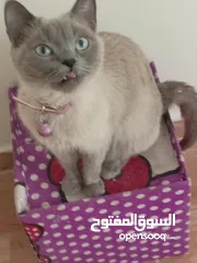  3 قطة كتنز  بيبي قط  كتن  و قطه سيامي شوكلت   بسعر رمزي  شبه تبني للتبني متعوده لتربوكس وداري فود