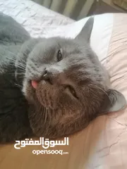  1 ذكر بريتش بيور جيم