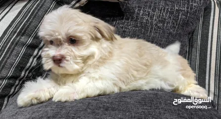  5 جراوي شيتزو - Shitzu puppies