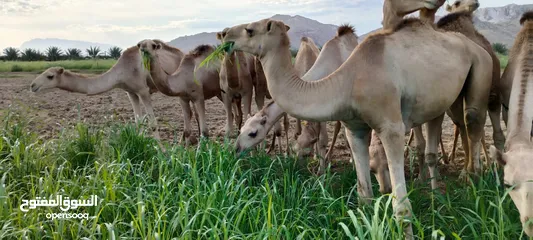  11 تعلن مزرعه قرن الكبش عن وصول دفعه جديده من حشوان الجنوب فرع بركاء