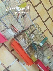  17 عصافير كنار للبيع جواز جاهزه في  اشي مع بيض واشي مش مع بيض وفي فراخ صغار جواز