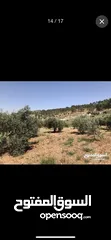  7 ارض للبيع في منطقه السليحي