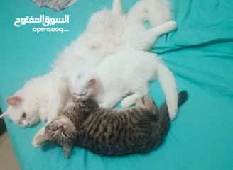  4 cat & kittens