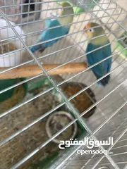  12 جواز روز وفشر