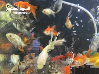  4 تشكيلة سمك مميزة وواسعة يوجد سعر على الكميات