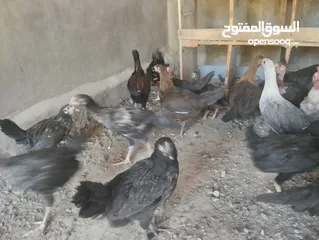  6 فراخ بلدي للبيع