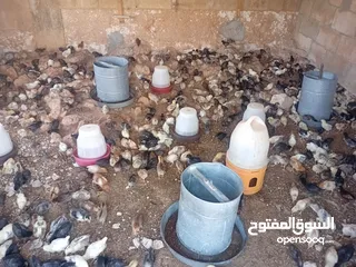  4 صوص بلدي صحة ونظافه مطعم جاهز
