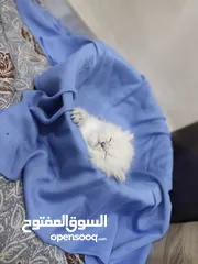  5 قطط سكوتش وهملايا كوراة فرو العمر 55 يوم اناث وذكور