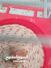  9 كنار جواز مع بيض وفي اجواز مع افراخ
