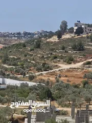  3 محمد ماجد الهندي