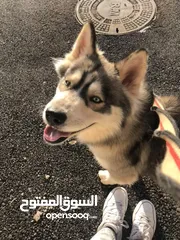 1 كلب هسكي الاسكا بسعر 2000
