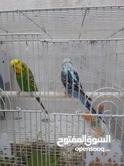  3 زوج طيور حب نكليزي