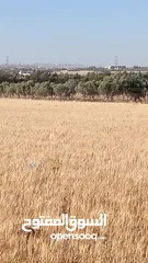  2 أربعين دونم شعير للبيع