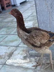  2 دجاج للبيع