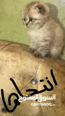  7 انثى سكوتش فولد