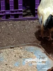  25 ديك كبير جدا بالصوره عمر سنتين للبيع يوجد ديك  بعمر الثمانيه اشهر العدد 2 في سعر 8