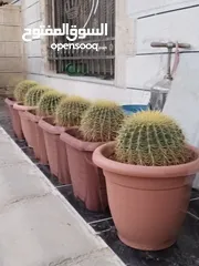  2 نبات الكره الذهبيه او ساده حماتي