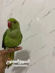  8 ببغاء الدره