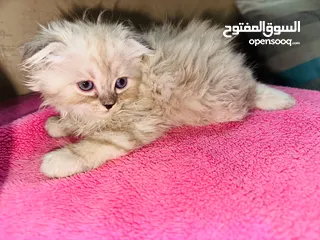  9 قط شيرازي سكني