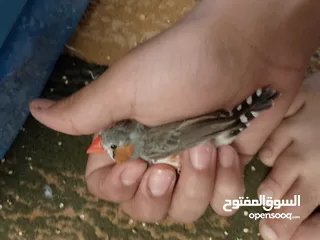  7 طيور فنقز للبيع