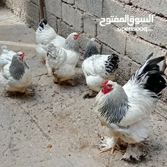  5 سيت دجاج براهما نظيف و صحة فول خط اول كامل المواصفات و الدجاجات بياضات