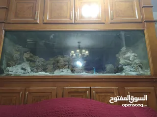  5 حوض سمك بحري حجم ضخم جدا جدا 240X100x100 إرتفاع الحوض مع البوفيه 270 مع كامل اجهزتو