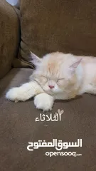  15 قطط للتبني