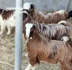  2 للبيع تيوس سمان محقوصات وجاهزات تبارك الله لي يريد يذخرهن للاعياد او مناسبات او الذبح ممتازات جدا