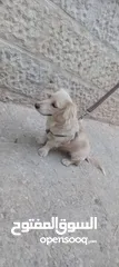  7 كلب كوكر سبانييل انثى عمرها 6أشهر لعوبة ذكية كيووووت لونها كابتشينو حلوووو حجم ميني للبيع