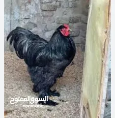  1 دجاج براهما كوشن عملاق