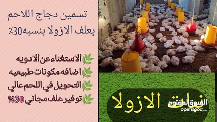  30 علف الازولا يزرع مره وينتج يوميا مدى الحياه للدجاج والمواشي وجميع الحويانات