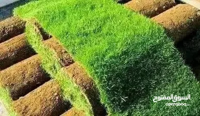  4 نجيل ديكوندرا ونجيل طبيعي