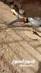 3 فزنت ليدي  امهر