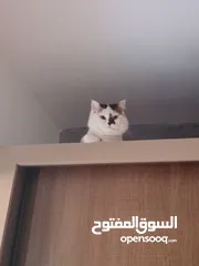  1 قطط للتبني